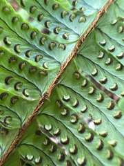 Nephrolepis cordifolia