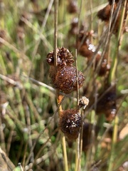 Juncus patens