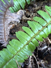Nephrolepis cordifolia