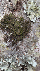 Frullania eboracensis