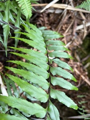 Asplenium contiguum