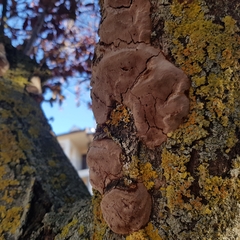 Phellinus pomaceus