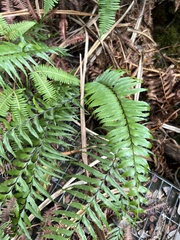 Asplenium contiguum