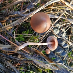 Mycena seynii