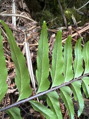Asplenium contiguum