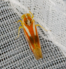 Alebra albostriella