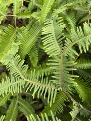 Sticherus owhyhensis