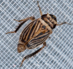 Anoscopus flavostriatus