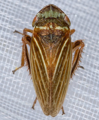 Aphrodes