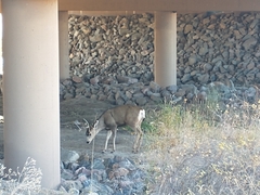 Odocoileus hemionus