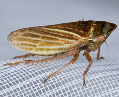 Aphrodes