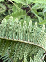 Sticherus owhyhensis