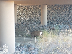 Odocoileus hemionus