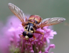 Milesia crabroniformis