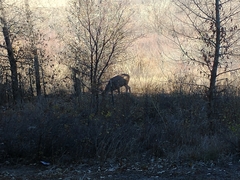 Odocoileus hemionus