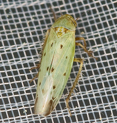 Balclutha punctata