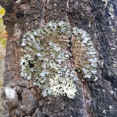 Pleurosticta acetabulum