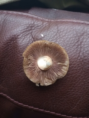 Agaricus