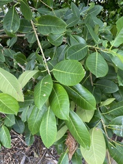 Ficus aurea