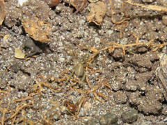 Loxosceles amazonica