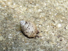 Bulimulus