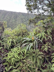 Freycinetia arborea