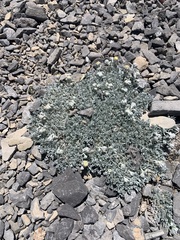 Artemisia constricta