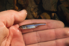 Notropis percobromus