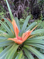 Freycinetia arborea