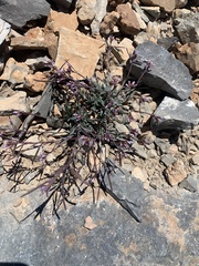 Boechera nevadensis