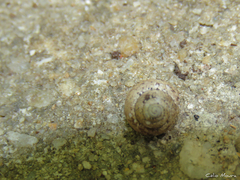 Bulimulus