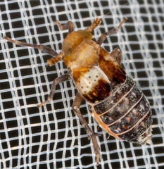 Conomelus