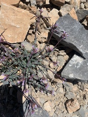 Boechera nevadensis