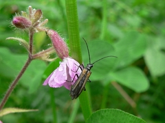 Oedemera