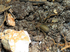 Loxosceles amazonica