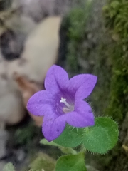 Campanula erinus