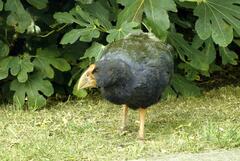 Porphyrio hochstetteri