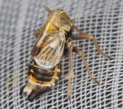 Dicranotropis hamata