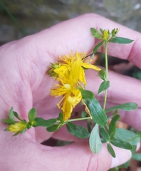 Hypericum