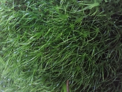 Dicranodontium denudatum