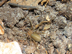 Loxosceles amazonica