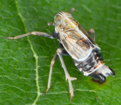 Dicranotropis hamata