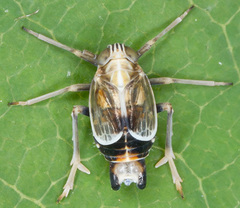 Dicranotropis hamata
