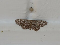 Scopula inscriptata