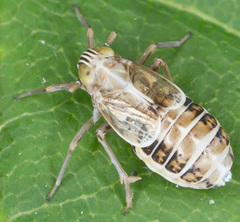 Dicranotropis hamata