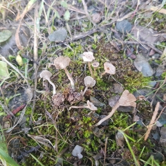 Arrhenia rickenii