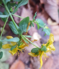 Hypericum
