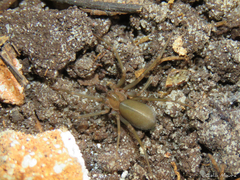 Loxosceles amazonica