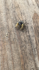 Phidippus arizonensis