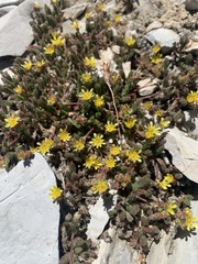 Ivesia cryptocaulis